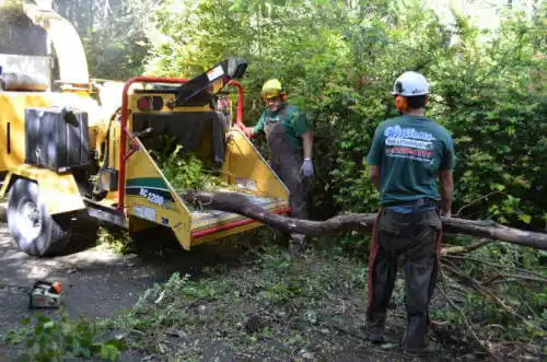 tree services Clark Fork